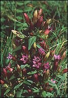 bachremedies gentian