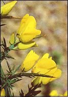 bachremedies gorse