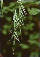 bachremedies wild oat