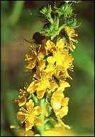 bachbloesemremedies agrimony