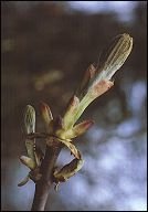 bachbloesem remedies chestnutbud