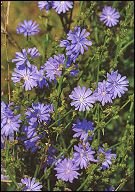 bachbloesem remedies chicory