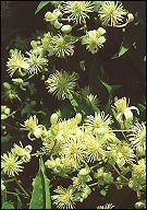 bachbloesem remedies clematis