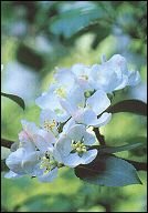 bachbloesem remedies crabapple