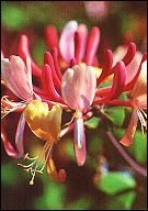 bachbloesem remedies honeysuckle