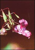 bachbloesem remedies impatiens