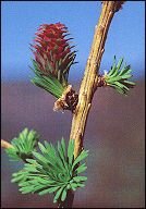 bachbloeem remedies larch