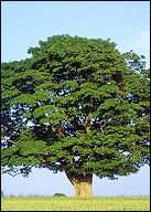 bachbloesem remedies oak