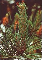 bachbloesem remedies pine