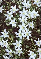 bachbloesemremdies star of bethlehem