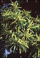 bachbloesem remedies sweet chestnut