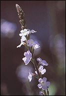 bachbloesem remedies vervain