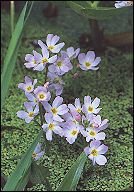 bachbloesem remedies water violet